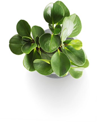 plante